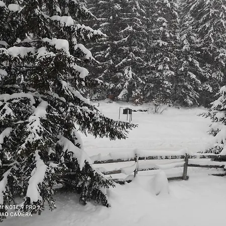 Daire Tijana Mitrovac